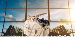 american airlines pets policy